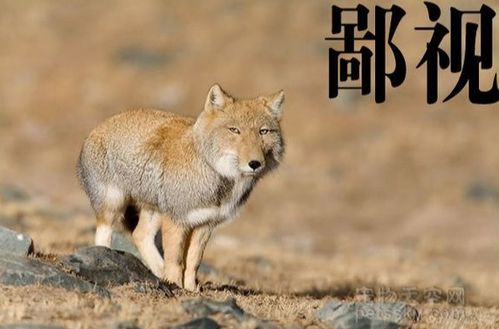 比心搞笑表情包藏狐