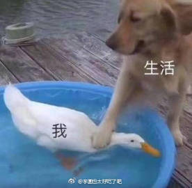 芋圆也太好吃了吧的微博微博