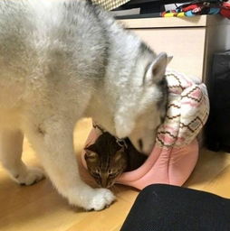 网友家的猫对待二哈和柴犬两种态度天差地别,网友笑喷了
