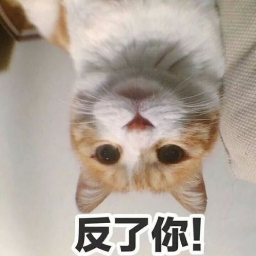 壁纸头像超可爱搞笑猫咪表情包