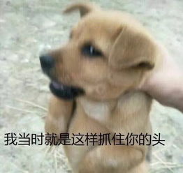 表情包丨天都醒了,我还没亮