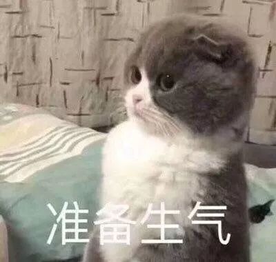 壁纸头像超可爱搞笑猫咪表情包