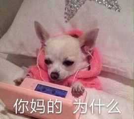 表情包丨祝你们幸福,我的爱情也在路上啦