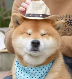 世界上表情最丰富的柴犬这次二哈输了