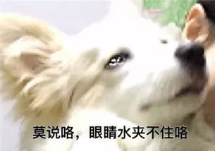 最全沙雕狗子表情包合辑年度最傻狗子都在这儿了