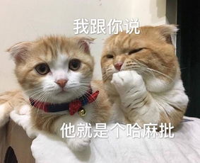 猫咪表情包25张我这一巴掌下棋你可能会死