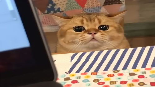 猫咪陪主人熬夜加班,一脸认真,小表情萌翻了