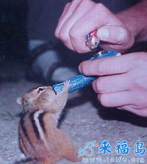 狗狗的防寒帽
