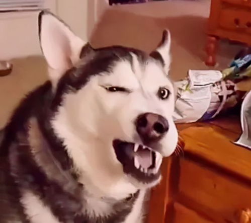 自由让狗狗面目全非柴犬别名日本哈士奇搞笑它是认真的