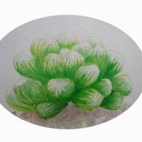 手绘多肉植物头像唯美微信头像图片大全