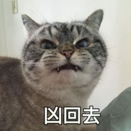 猫咪搞笑表情包