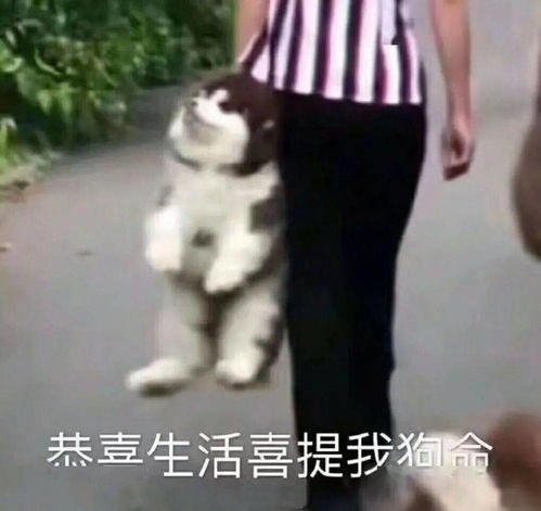 沙雕可爱表情包就是要跟憨宝一起用
