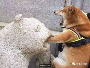 柴犬一直被称为行走的表情包,牠们总能在不经意间做出有趣的表情