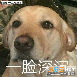 弱小可怜又无助表情图片确认过眼神是不想理的人表情包下载乐游网游戏下载