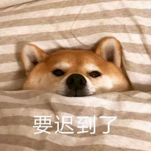 表情包柴犬冬季懒床表情,我再睡一会儿