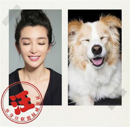 非单身千万别点李冰冰演绎真人版单身汪表情包,以后聊天就用它了
