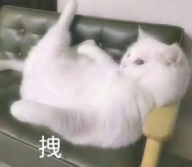 搞笑表情真人单身汪