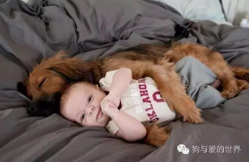 我为什么爱狗如同爱自己的孩子这20个理由回答你
