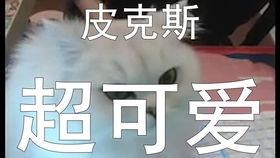 宠物医院碰见一只超贱有表情的狗子,笑到我了哈哈哈
