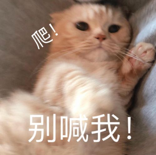 可爱搞笑表情包猫咪
