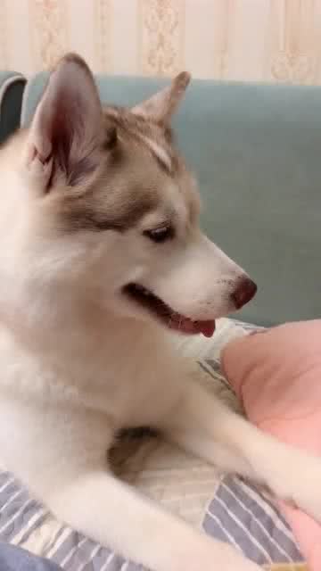 刚出生没多久的小猫咪,就喜欢金毛哥哥,二哈的表情亮了