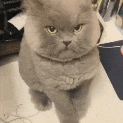 搞笑猫咪表情包gif