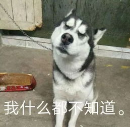 狗狗混搭表情包狗界也是有表情帝在的
