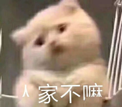 可爱到爆的表情包