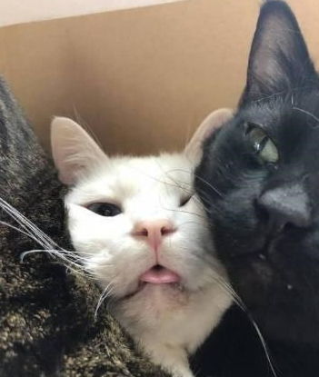 主人拍下猫咪好笑的表情,没想到被旁边的猫瞪了一眼,惹不起啊