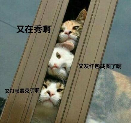 搞笑猫猫表情包又在秀了啊围观群众