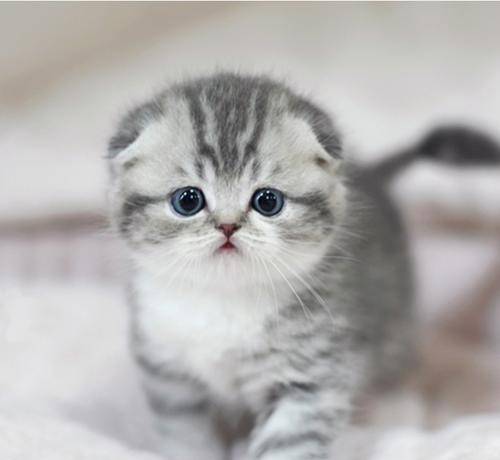 许多铲屎官不惜花成千上万的钱去买宠物猫,也不愿意领养田园猫