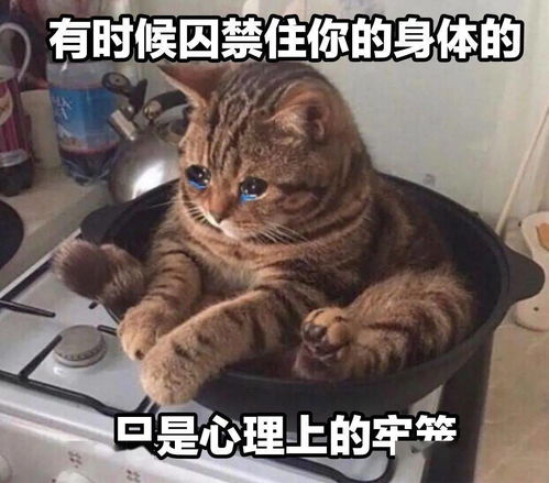 奇怪的猫猫表情增加了