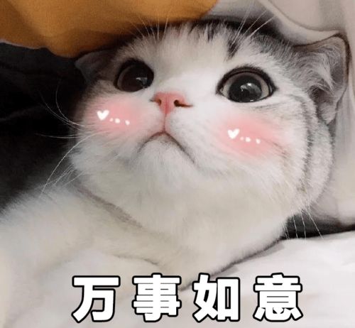 快保存最适合过年搞钱的99个猫表情包
