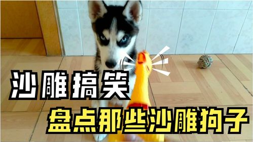 沙雕搞笑视频这狗子也太沙雕了,养狗搞笑时刻