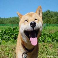 秋田犬搞怪头像微信头像图片大全