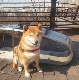 狗狗搞笑图片哈哈哈别笑趴哦宠物频道