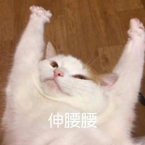 斗图表情包合集谢谢,姐不需要