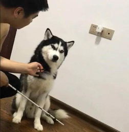 哈士奇做错了事情,竟然会这么嚣张,主人都不敢揍了