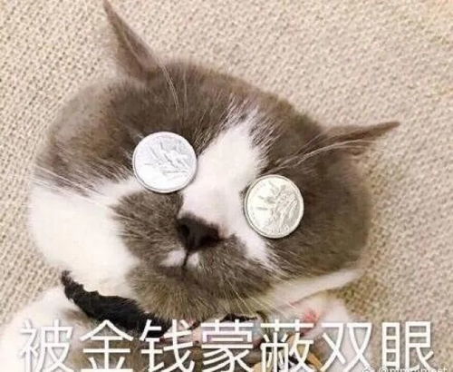 被铲屎官亲了的小猫咪,一脸生无可恋的表情,太搞笑了