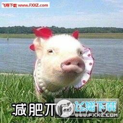 小猪猪减肥系列表情包下载小猪猪减肥表情包无水印版下载飞翔下载