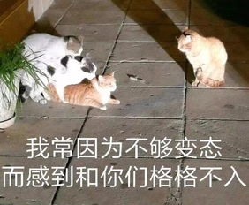 三兄妹一起表演叠猫猫,一大早就被完全治愈了