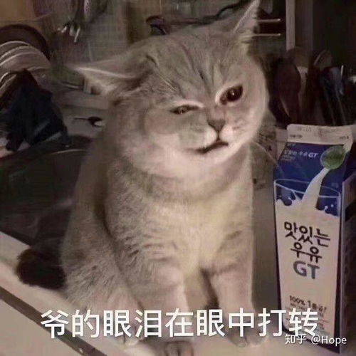 微信聊天有没有搞笑,幽默风趣的表情包可以分享下呢