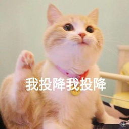 请笑纳一大波最近很火的猫咪搞笑表情包奉上