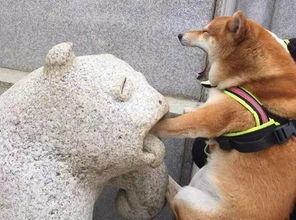 柴犬为什么叫戏精看了这些表情包你就知道了