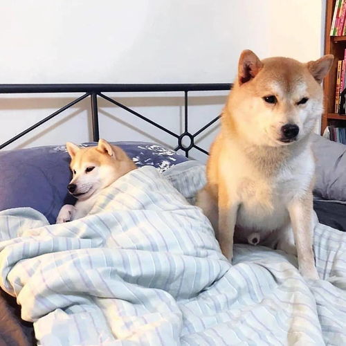 搞笑的表情图片柴犬