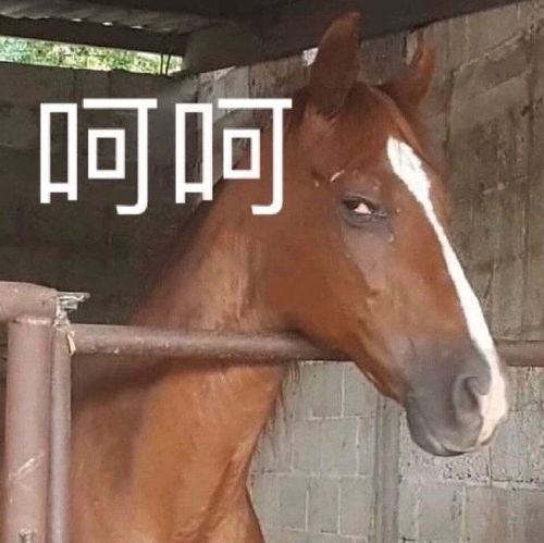 有哪些沙雕而又可爱的文案让你一眼就喜欢