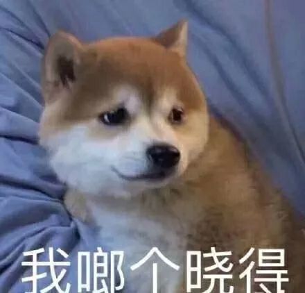 有哪些沙雕又可爱的动物表情包