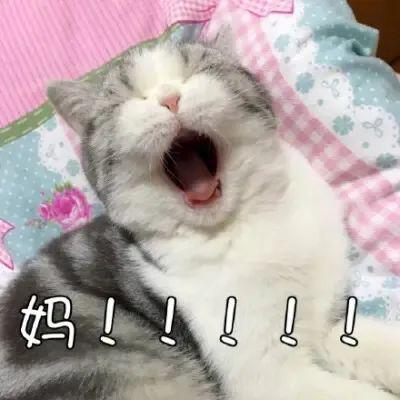 单身猫变小霸王孤独小猫综合症,原来这么可怕