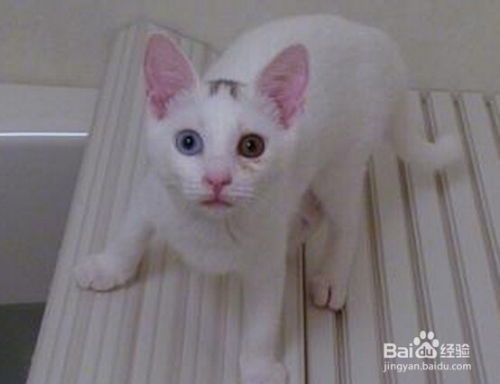 怎样防止猫咪挠破家具