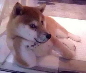 二哈柴犬卡通头像头像